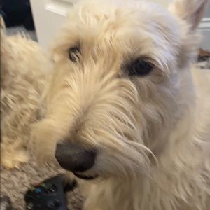 Meet your Posher, Lala